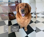 Small #8 Golden Retriever
