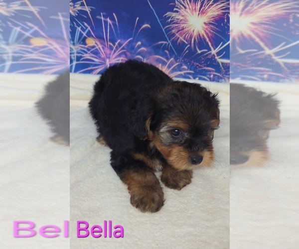 Medium Photo #2 Yorkipoo Puppy For Sale in AZLE, TX, USA