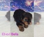 Small #1 Yorkipoo