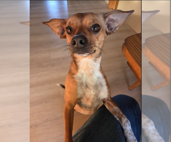 Medium Photo #1 Chihuahua-Unknown Mix Puppy For Sale in Brooklyn Center, MN, USA