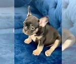 Small Photo #11 French Bulldog Puppy For Sale in VIRGINIA BEACH, VA, USA