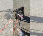 Small Border Collie