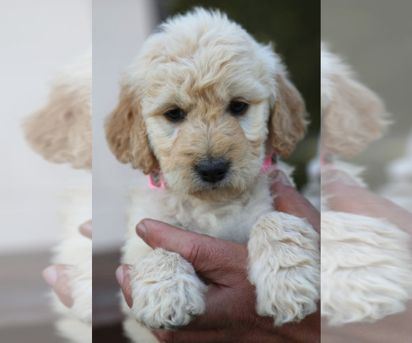 Medium Photo #3 Goldendoodle Puppy For Sale in FREDONIA, KY, USA