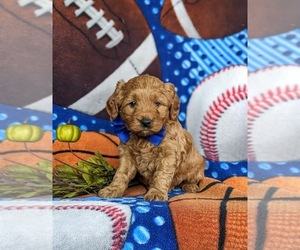 Miniature Labradoodle Puppy for sale in QUARRYVILLE, PA, USA