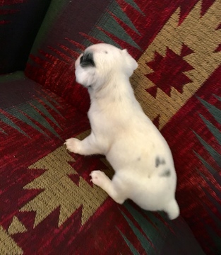 Medium Photo #5 Jack Russell Terrier Puppy For Sale in REBERSBURG, PA, USA