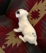 Small Photo #5 Jack Russell Terrier Puppy For Sale in REBERSBURG, PA, USA