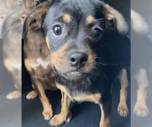 Chihuahua-Unknown Mix Dogs for adoption in Long Beach, CA, USA