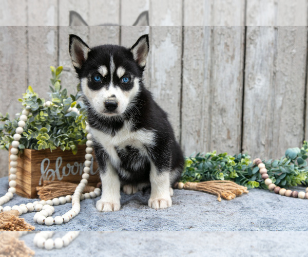 Medium Photo #19 Siberian Husky Puppy For Sale in LANCASTER, PA, USA