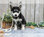 Small Photo #19 Siberian Husky Puppy For Sale in LANCASTER, PA, USA