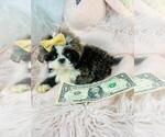 Small #6 Shih Tzu