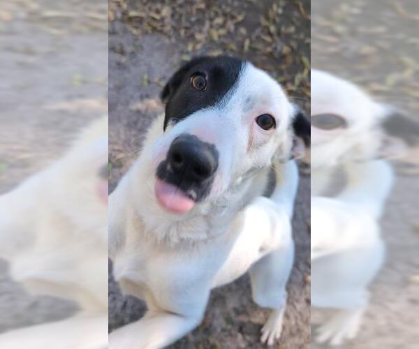 Medium Photo #2 Dalmatian-Unknown Mix Puppy For Sale in Waco, TX, USA
