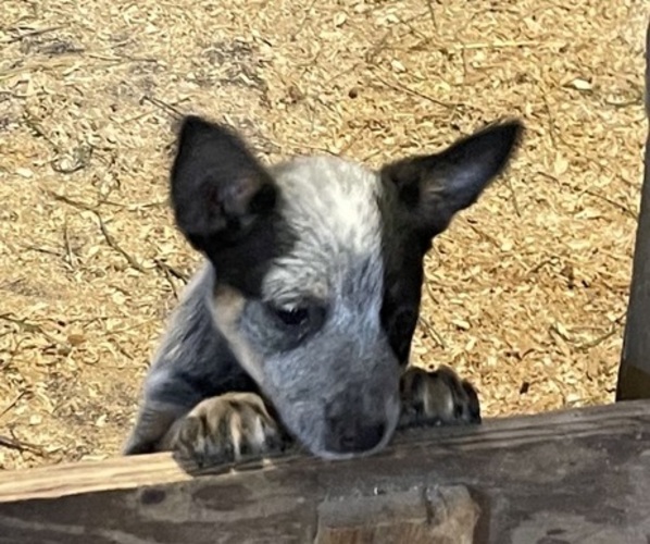 Medium Photo #4 Australian Cattle Dog Puppy For Sale in MIDDLEBORO, MA, USA