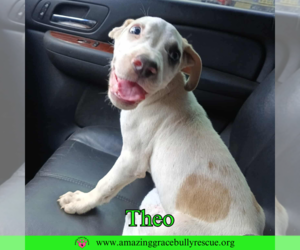 American Pit Bull Terrier-Unknown Mix Dogs for adoption in Pensacola, FL, USA