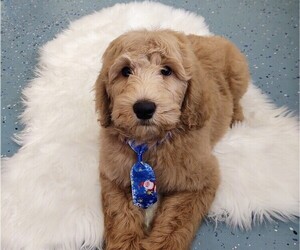 Goldendoodle Puppy for sale in BOUNTIFUL, UT, USA