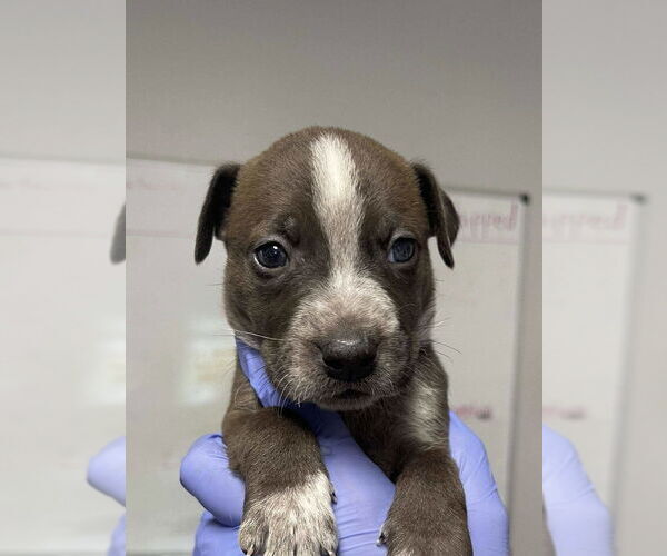 Medium Photo #1 Great Dane-Unknown Mix Puppy For Sale in Bolivar, MO, USA