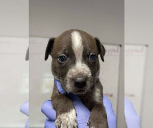 Great Dane-Unknown Mix Dogs for adoption in Bolivar, MO, USA