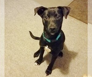 Labrador Retriever-Unknown Mix Dogs for adoption in Coldwater, MI, USA