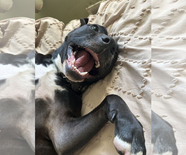 Medium Photo #2 Mutt Puppy For Sale in Plainfield, IL, USA