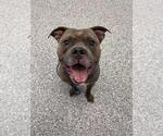 Small American Staffordshire Terrier-Eurasier Mix
