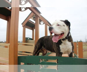 American Bulldog Dogs for adoption in Chestertown, MD, USA