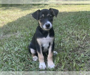 Lab-Pointer Dogs for adoption in The Woodlands, TX, USA