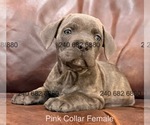 Small #3 Cane Corso