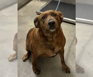 Plott Hound Dogs for adoption in Forestville, MD, USA