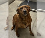*AVERI - Female Plott Hound Dog for Adoption - Small photo