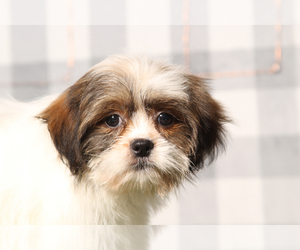 Zuchon Puppy for sale in MARIETTA, GA, USA