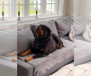 Rottweiler Dogs for adoption in Hillsboro, NH, USA