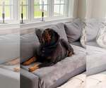 Small Rottweiler
