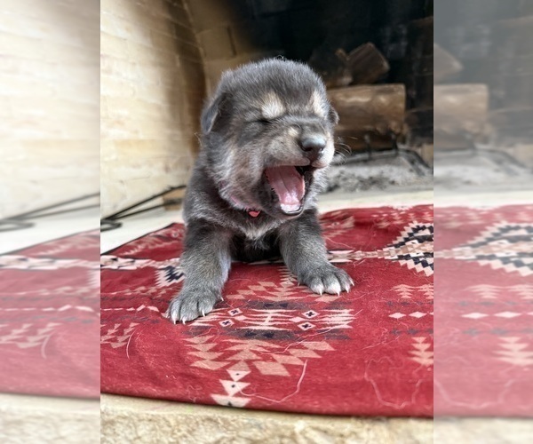 Medium Photo #3 German Shepherd Dog-Wolf Hybrid Mix Puppy For Sale in HAMILTON, TX, USA