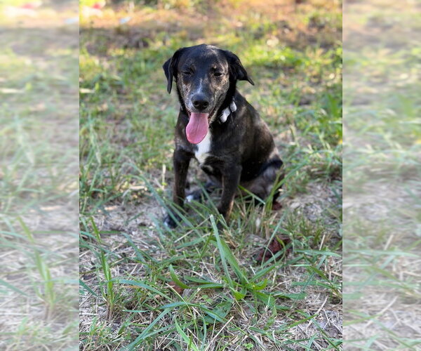 Medium Photo #3 Mutt Puppy For Sale in Mooresville, NC, USA