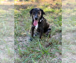 Ranger - Male Mutt Dog for Adoption - Photo #3