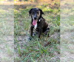 Small Photo #3 Mutt Puppy For Sale in Mooresville, NC, USA