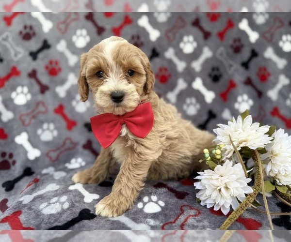 Medium Photo #1 Cock-A-Poo Puppy For Sale in LAKELAND, FL, USA