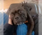 Small #1 Staffordshire Bull Terrier