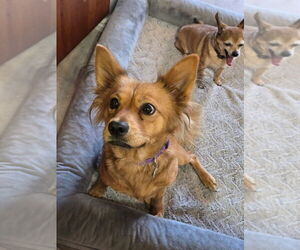 Australian Shepherd-Unknown Mix Dogs for adoption in Salt Lake City, UT, USA