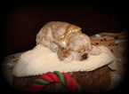 Small Photo #1 Cocker Spaniel Puppy For Sale in TERRY, MS, USA