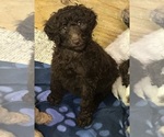 Small Photo #40 Poodle (Standard) Puppy For Sale in GARDNERVILLE, NV, USA