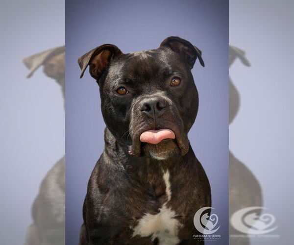 Medium Photo #1 Staffordshire Bull Terrier-Unknown Mix Puppy For Sale in Raleigh, NC, USA