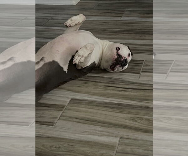 Medium Photo #9 American Pit Bull Terrier-American Staffordshire Terrier Mix Puppy For Sale in phoenix, AZ, USA