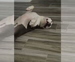 Small #8 American Pit Bull Terrier-American Staffordshire Terrier Mix