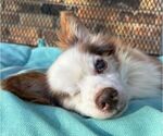 Small Photo #5 Chihuahua-Unknown Mix Puppy For Sale in Boonton, NJ, USA