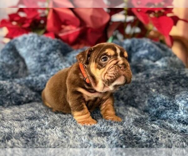 Medium Photo #7 English Bulldog Puppy For Sale in OOLOGAH, OK, USA
