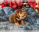 Small #6 English Bulldog