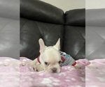 Small Photo #30 French Bulldog Puppy For Sale in SAN BERNARDINO, CA, USA