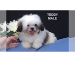 Small #5 Shih Tzu
