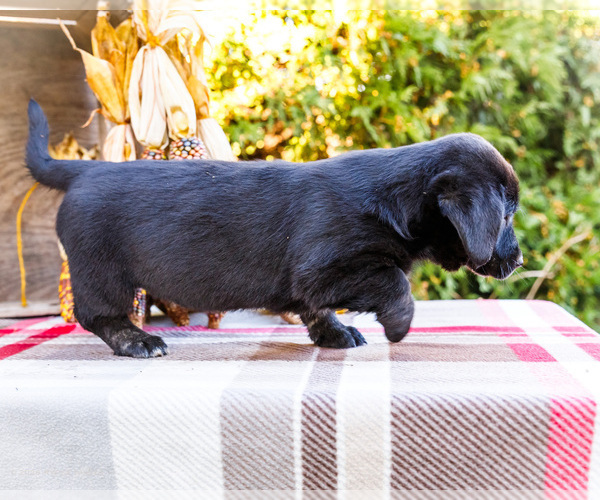Medium Photo #5 Golden Retriever-Pembroke Welsh Corgi Mix Puppy For Sale in WAKARUSA, IN, USA