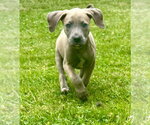 Small American Staffordshire Terrier-Weimaraner Mix